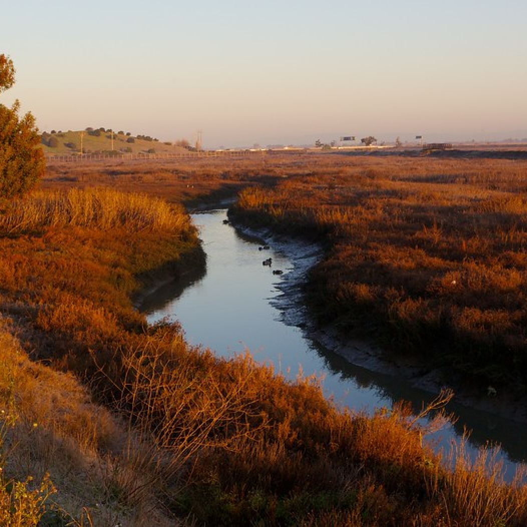 To contrast, a picture of the San Jose salt marshes in real life.